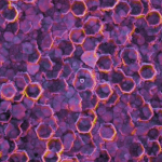 Ultraviolet Lace